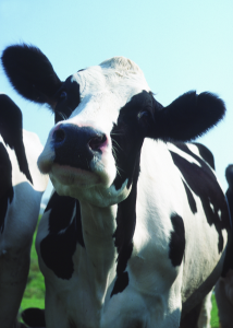 A real life Moooo-dra